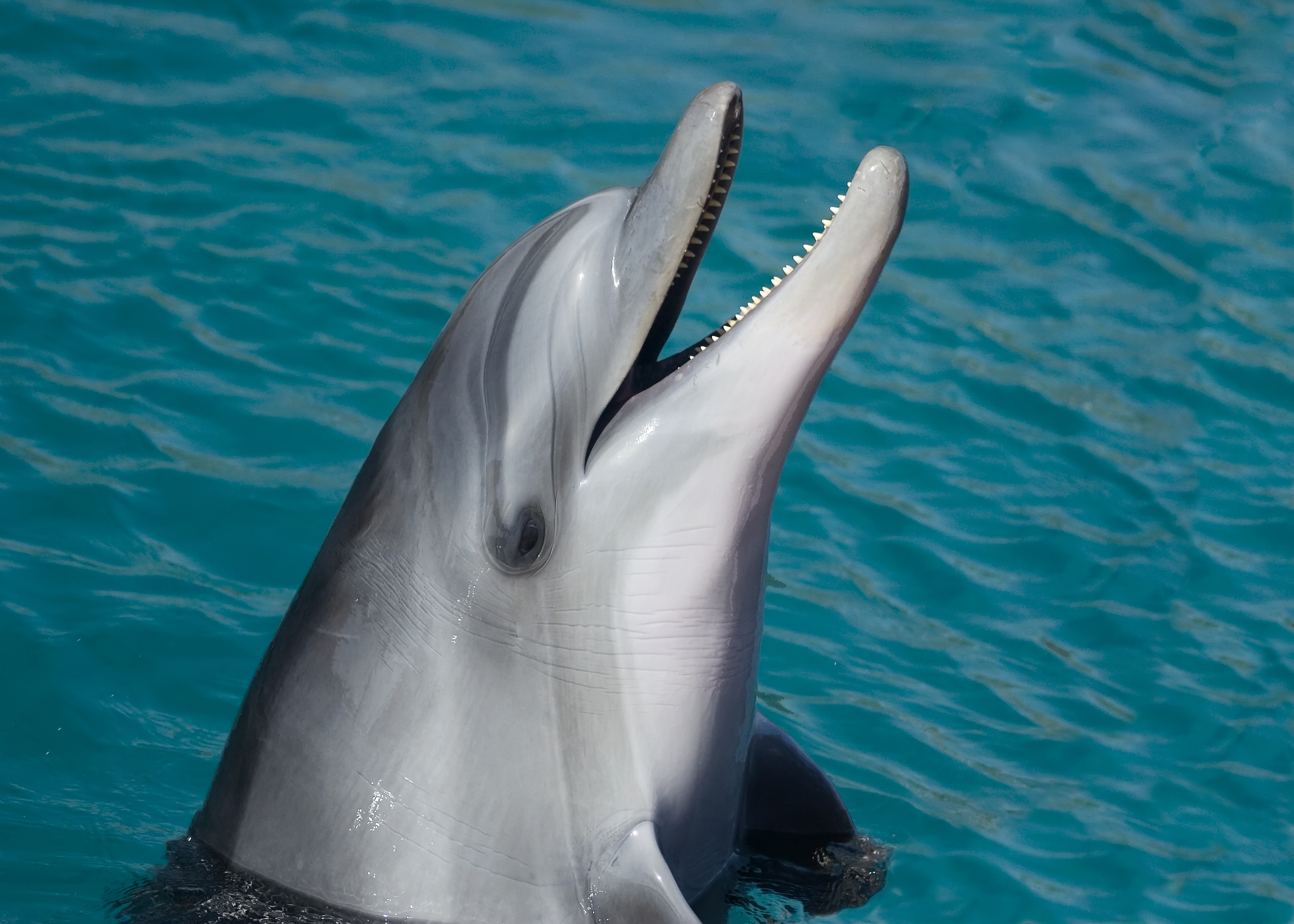 Bottlenose Dolphin