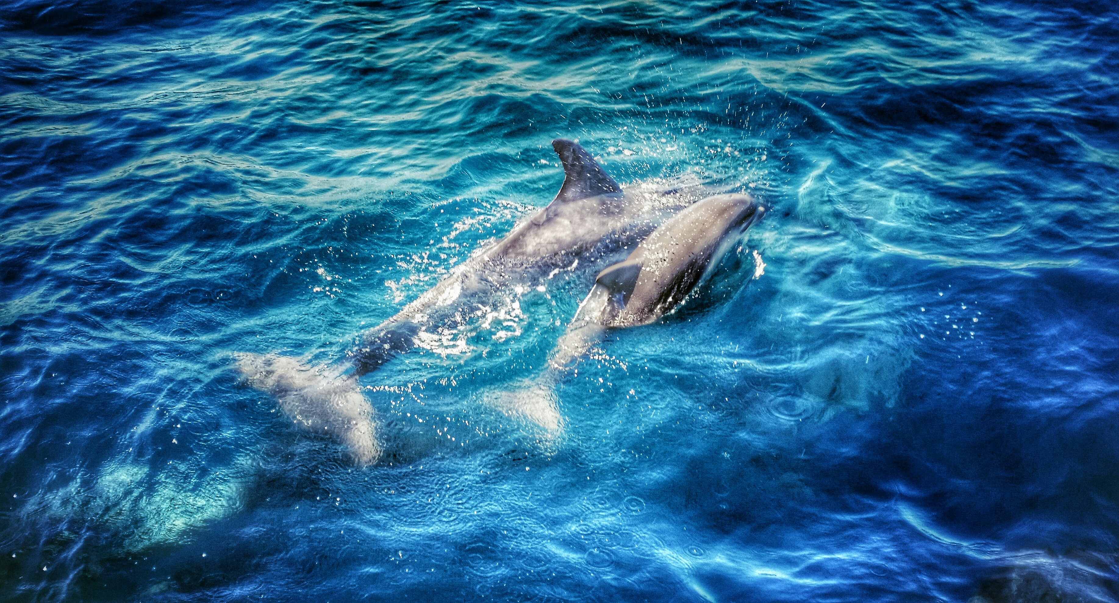 Bottlenose Dolphin