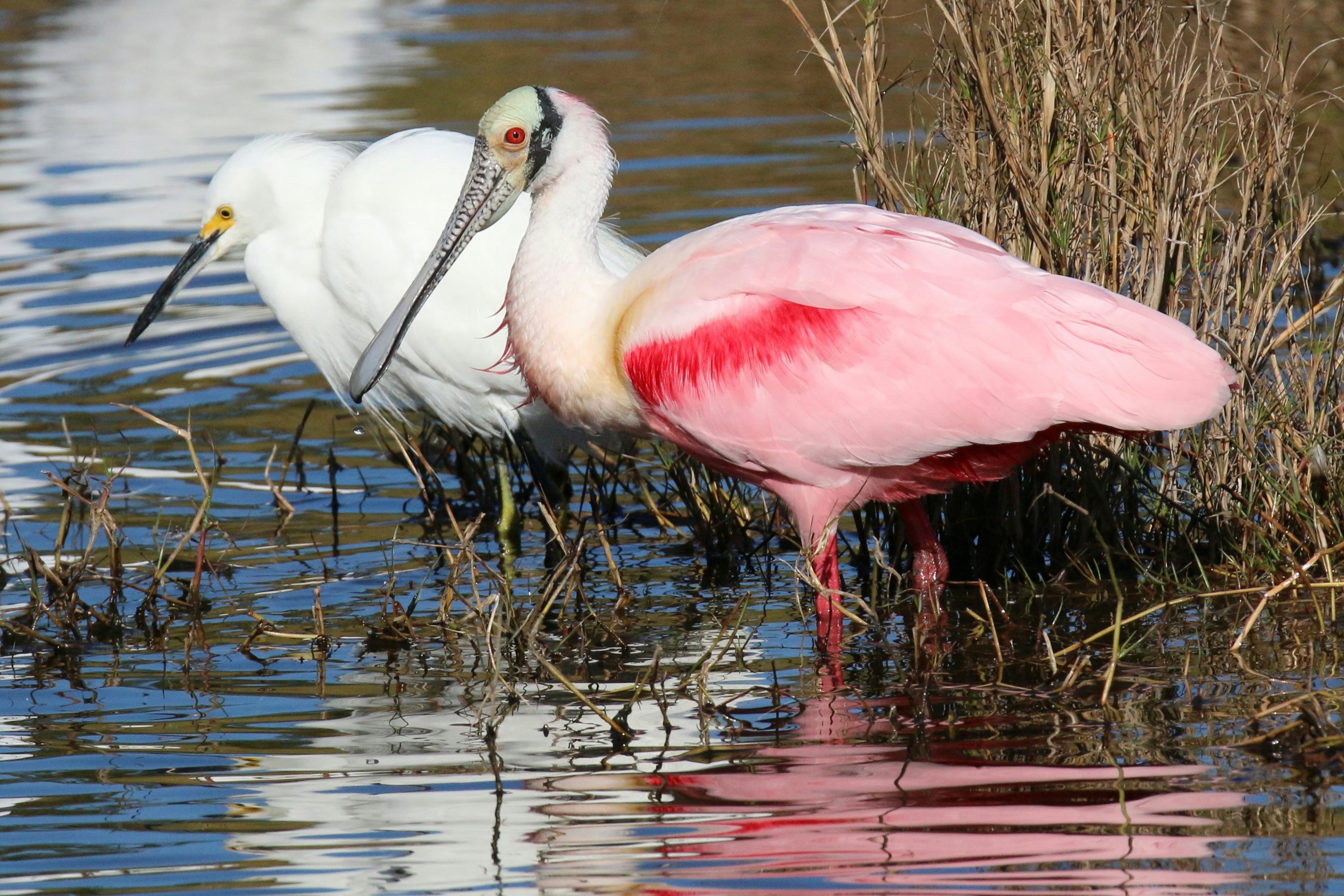 Roseate Spoonbill